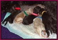 Darling Dreamweaver pups newborn 11