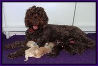 Darling Duke pups 1 wk old 11