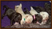 Darling Duke pups 1 wk old 21