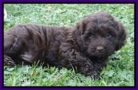 Biscuit REagan pups 6 wks old 11