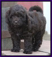 Biscuit REagan pups 6 wks old 31