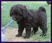 Biscuit REagan pups 6 wks old 51