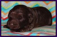 Biscuit Reagan pups 1 week old 11