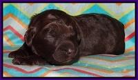 Biscuit Reagan pups 1 week old 21