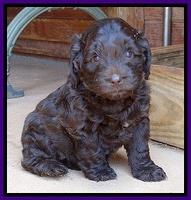 Biscuit Reagan pups 5 wks old 11