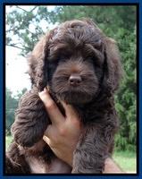 Biscuit REagan pups 7 wks old 81