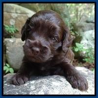 Biscuit Reagan pups 3 wks old 41