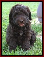 Biscuit REagan pups 6 wks old 121