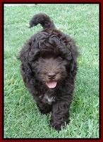 Biscuit REagan pups 7 wks old 101