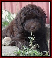 Biscuit REagan pups 7 wks old 111