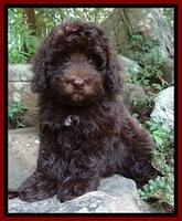 Biscuit REagan pups 8 wks old red boy 11