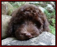 Biscuit REagan pups 8 wks old red boy 31