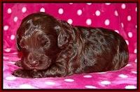 Biscuit Reagan 2 wks old 121