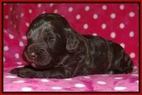 Biscuit Reagan 2 wks old 141