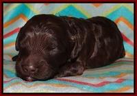 Biscuit Reagan pups 1 week old 61