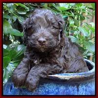Biscuit Reagan pups 4 wks old 71