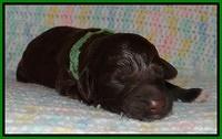 Biscuit REagan newborn 71