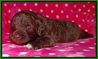 Biscuit Reagan 2 wks old 151