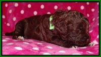 Biscuit Reagan 2 wks old 161