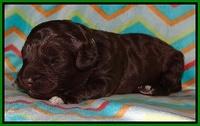 Biscuit Reagan pups 1 week old 101
