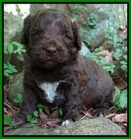 Biscuit Reagan pups 3 wks old 121