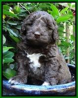 Biscuit Reagan pups 4 wks old 91