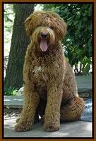 Dawson 1 year old watch