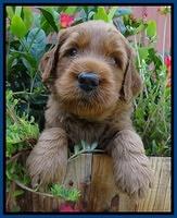 Noelle Dawson pups 4 wks old 21