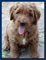 Noelle Dawson pups 6 wks old 21