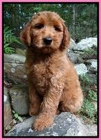 Martin family: "Gracie"