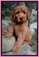 Noelle Dawson Pink 8 wks old 31