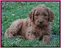 Noelle Dawson pups 5 wks old 41