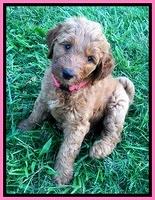 Noelle Dawson pups 6 wks old 51