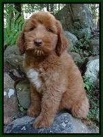 McVey-Hart family: "Jarvis"