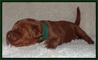 Noelle Dawson pups 1 wk old 121