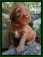 Noelle Dawson pups 3 wks old 61