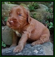 Noelle Dawson pups 3 wks old 81