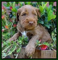 Noelle Dawson pups 4 wks old 91