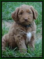 Noelle Dawson pups 5 wks old 10100