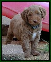 Noelle Dawson pups 5 wks old 12100