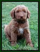 Noelle Dawson pups 6 wks old 91