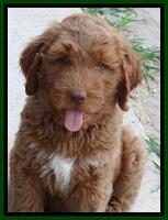 Noelle Dawson pups 7 wks old 141