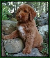 Noelle Dawson pups 8 wks old 31