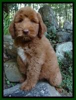 Noelle Dawson pups 8 wks old 41