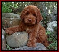 Dugan family: " Opie"
