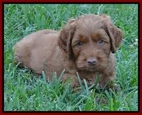 Noelle Dawson pups 5 wks old 101