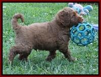 Noelle Dawson pups 5 wks old 71