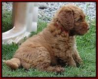 Noelle Dawson pups 6 wks old 131