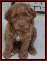 Noelle Dawson pups 7 wks old 161
