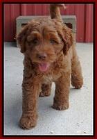 Noelle Dawson pups 7 wks old 171